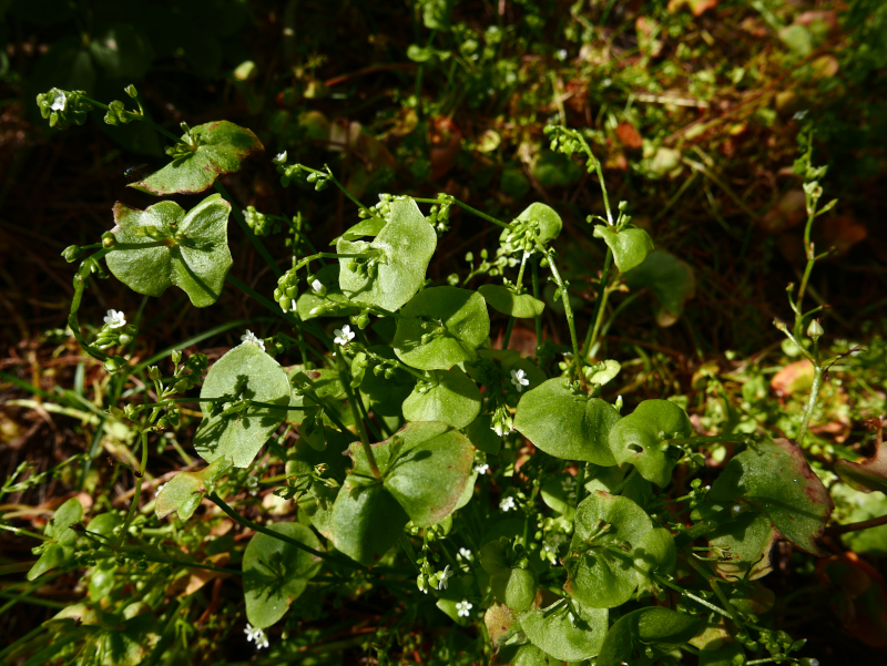 Spring beauty Claytonia perfoliata Caillin yn arree