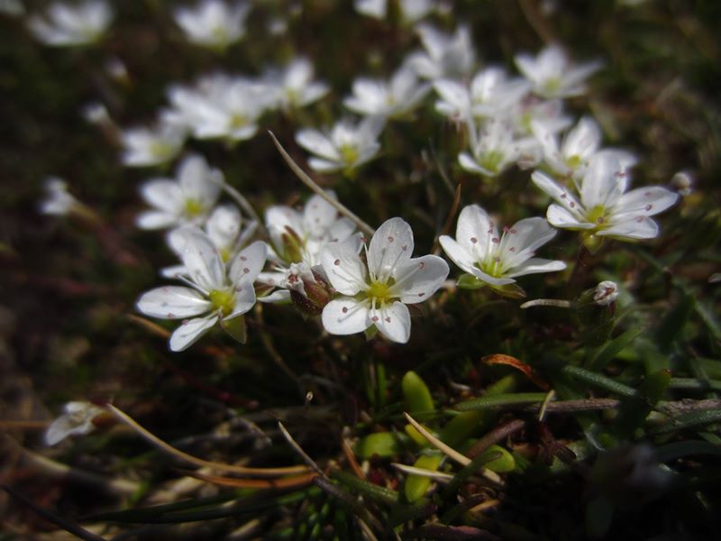 Spring Sandwort Minuartia verna Lus-gheinnee yn arree