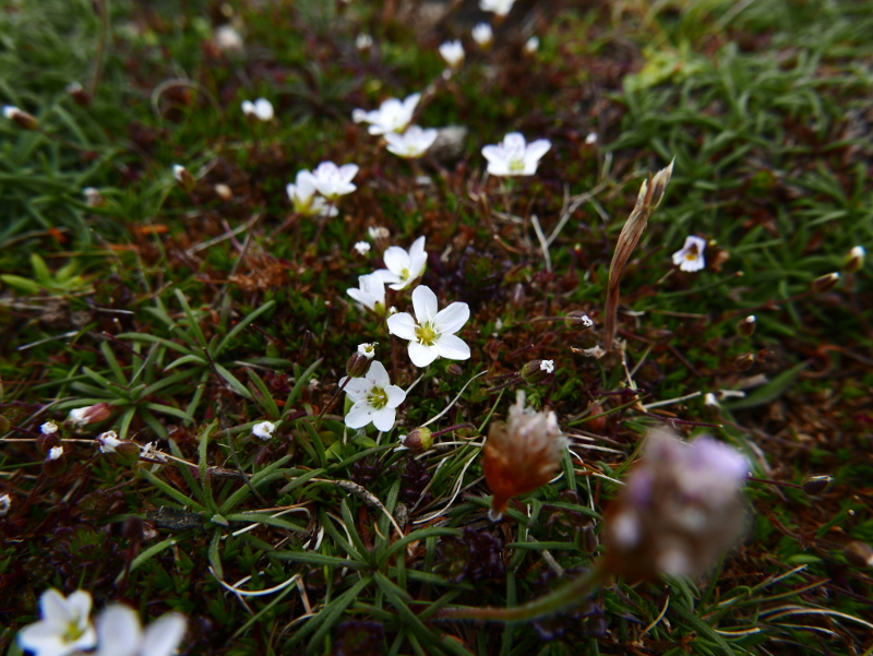 Spring Sandwort Minuartia verna Lus-gheinnee yn arree