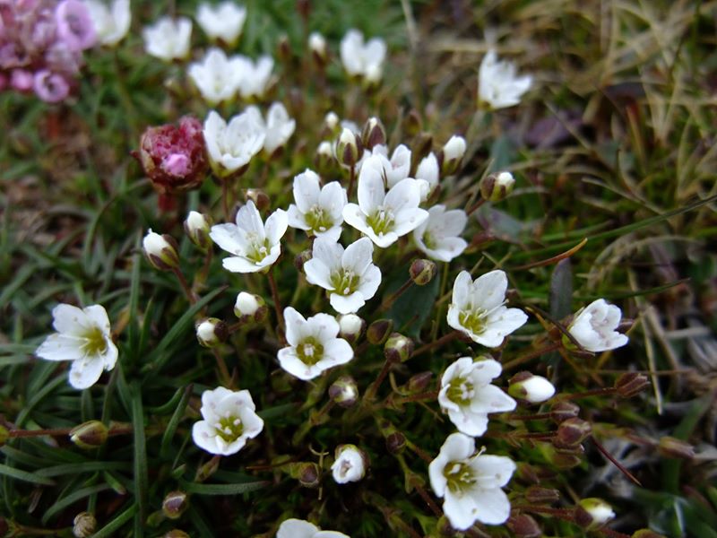 Spring Sandwort Minuartia verna Lus-gheinnee yn arree