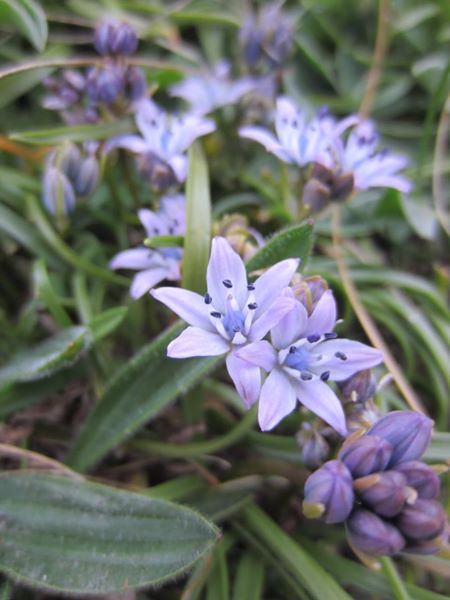 Spring Squill Scilla verna unnish varrey