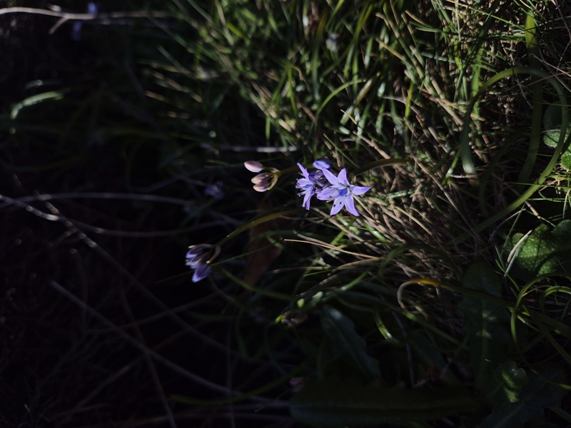 Spring Squill Scilla verna unnish varrey