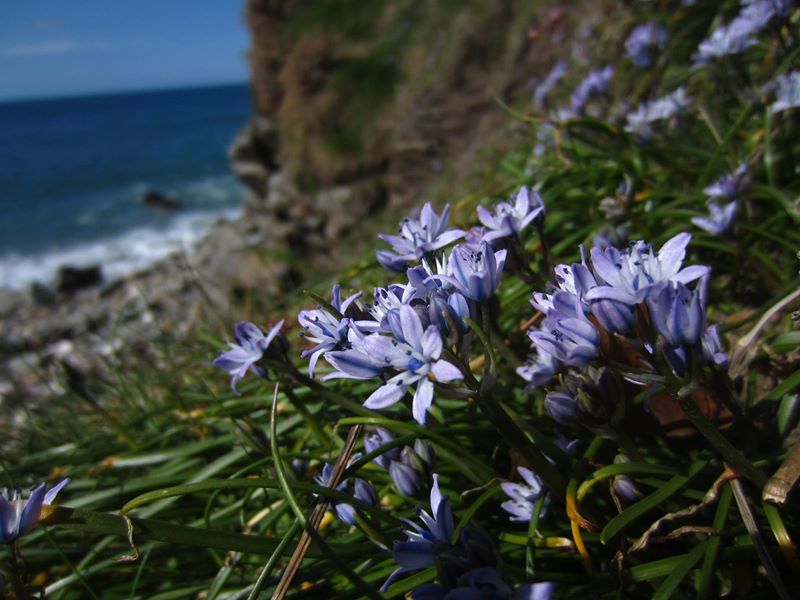 Spring Squill Scilla verna unnish varrey