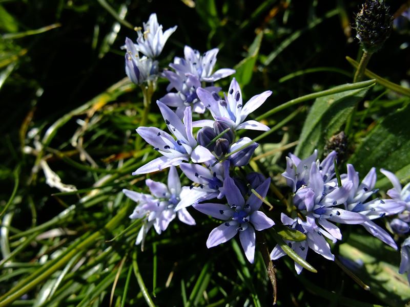 Spring Squill Scilla verna unnish varrey