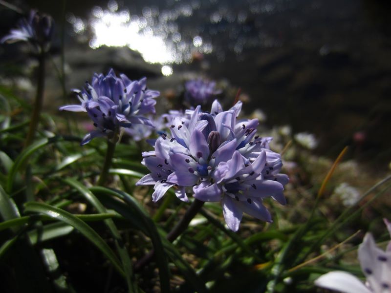 Spring Squill Scilla verna unnish varrey