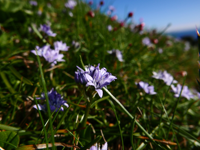 Spring Squill Scilla verna unnish varrey