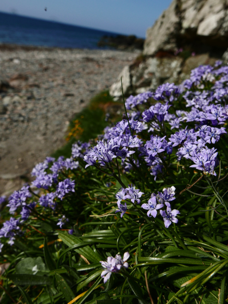 Spring Squill Scilla verna unnish varrey