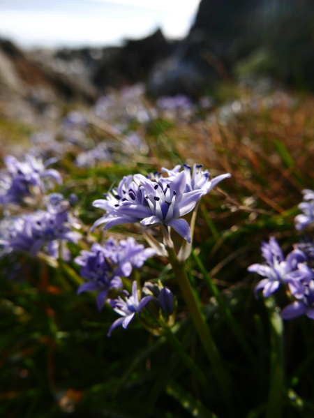 Spring Squill Scilla verna unnish varrey