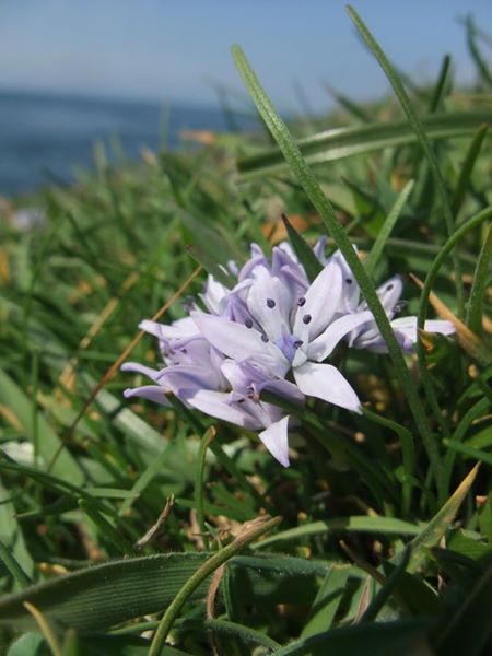 Spring Squill Scilla verna unnish varrey