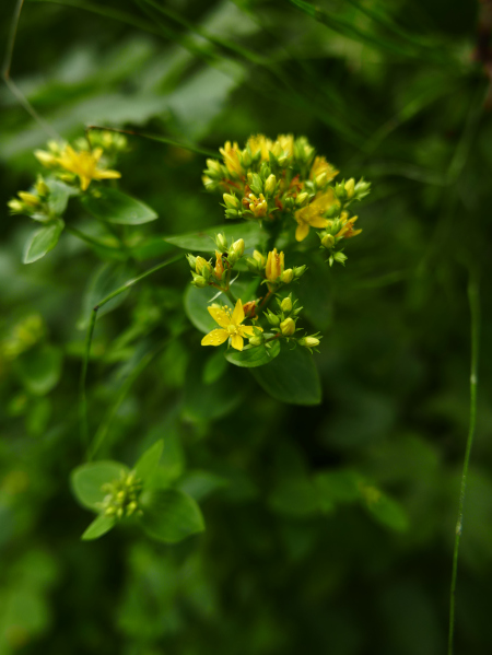 Square-Stalked St. John's Wort Hypericum tetrapterum Bea-noa firryn