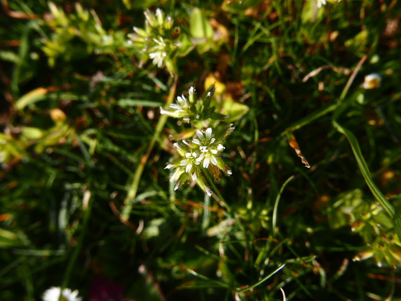 Sticky Mouse-ear Cerastium glomeratum Cleaysh-lugh lhiantagh