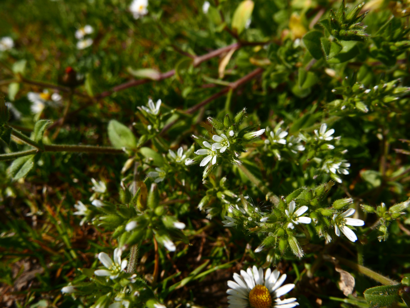 Sticky Mouse-ear Cerastium glomeratum Cleaysh-lugh lhiantagh