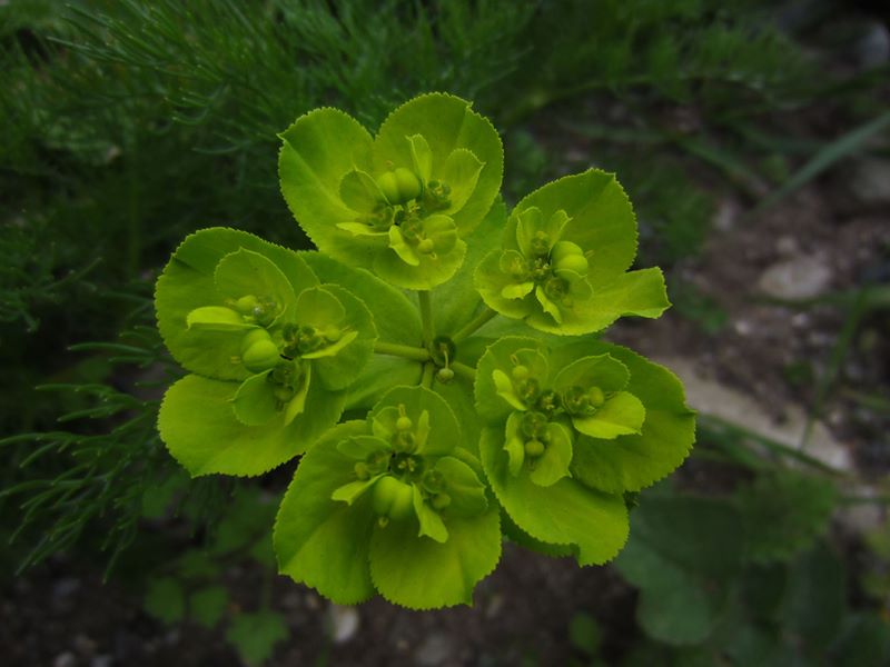 Sun Spurge Euphorbia helioscopia lus ny fahnaghyn