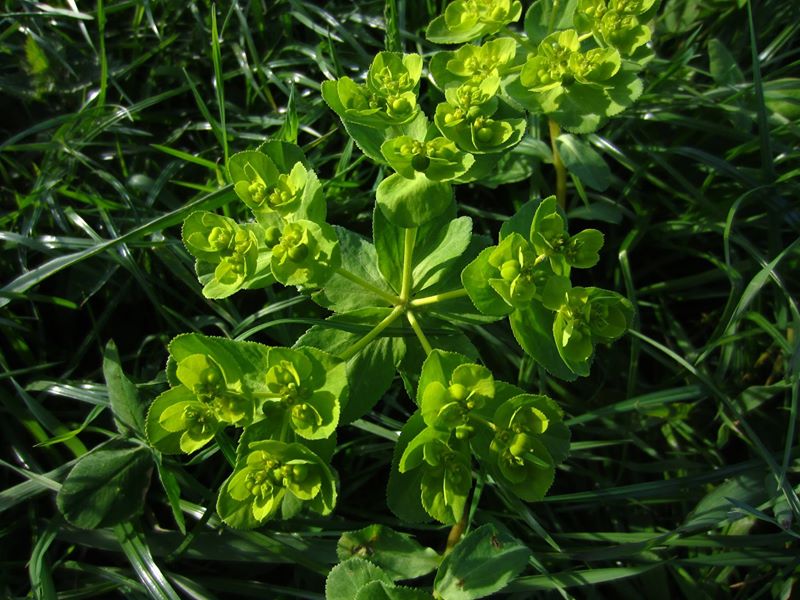 Sun Spurge Euphorbia helioscopia lus ny fahnaghyn