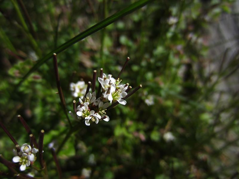 Thale Cress Arabidopsis thaliana Burley lughag