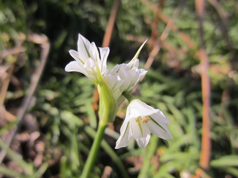 Three-cornered Leek Allium triquetrum Craue trooraneagh