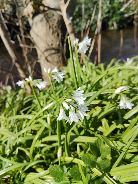 Three-cornered Leek Allium triquetrum Craue trooraneagh