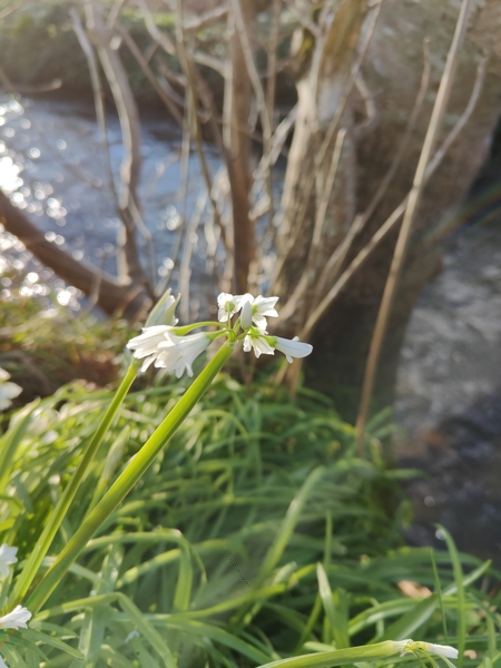 Three-cornered Leek Allium triquetrum Craue trooraneagh