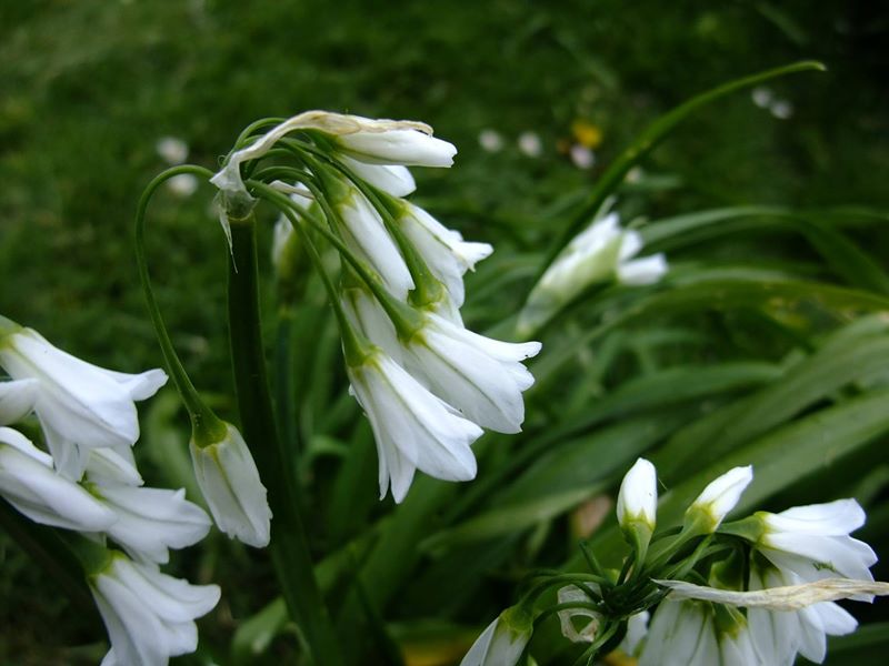 Three-cornered Leek Allium triquetrum Craue trooraneagh