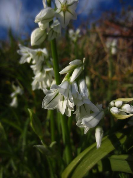 Three-cornered Leek Allium triquetrum Craue trooraneagh