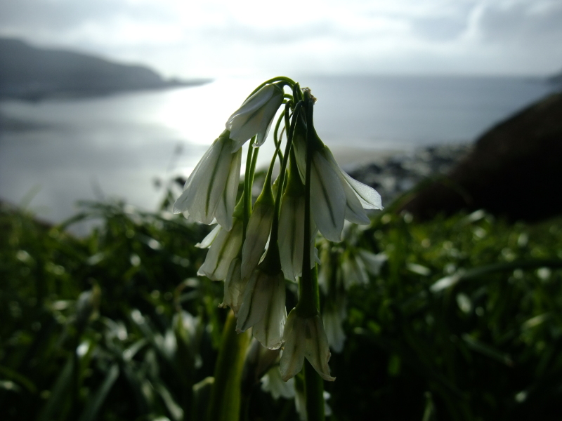 Three-cornered Leek Allium triquetrum Craue trooraneagh