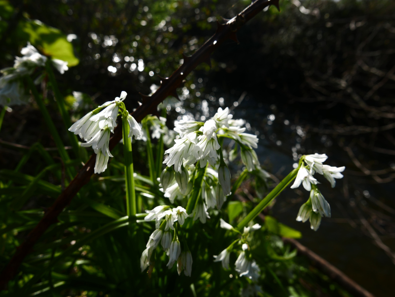 Three-cornered Leek Allium triquetrum Craue trooraneagh