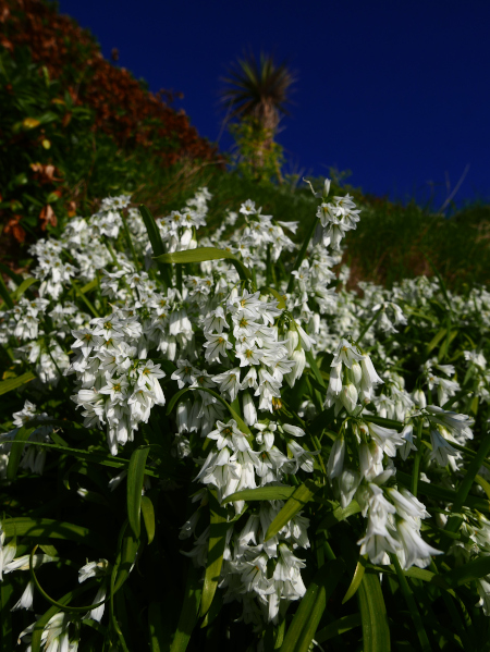 Three-cornered Leek Allium triquetrum Craue trooraneagh