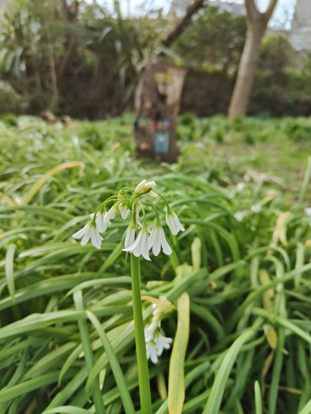 Three-cornered Leek Allium triquetrum Craue trooraneagh