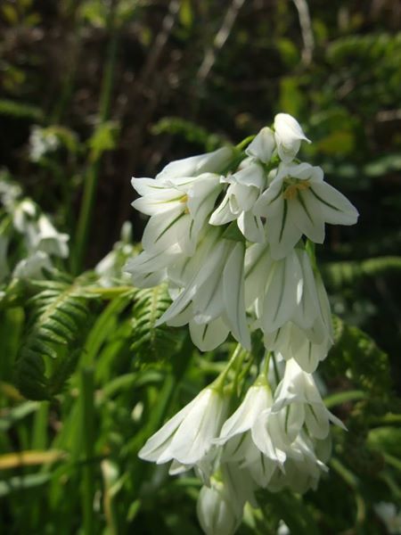 Three-cornered Leek Allium triquetrum Craue trooraneagh