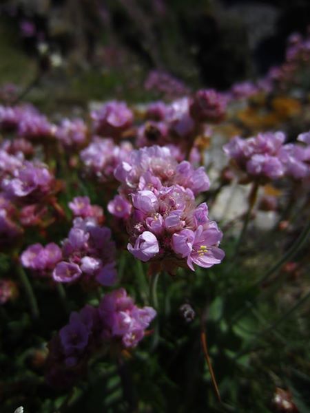 Thrift Armeria maritima Kione Jiarg