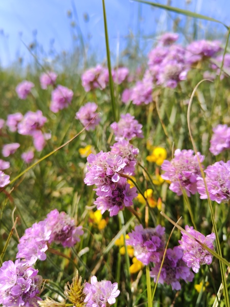 Thrift Armeria maritima Kione Jiarg