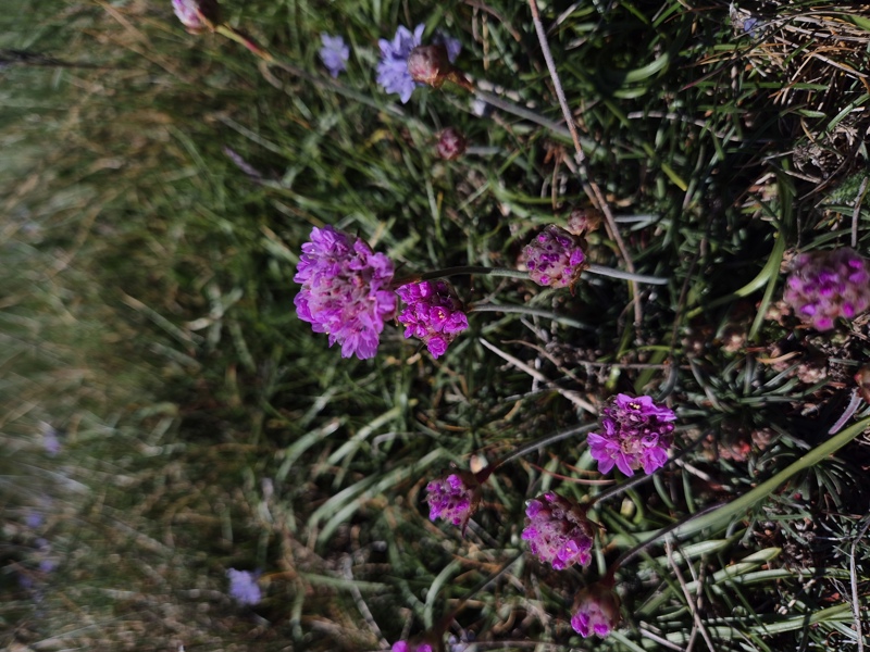 Thrift Armeria maritima Kione Jiarg