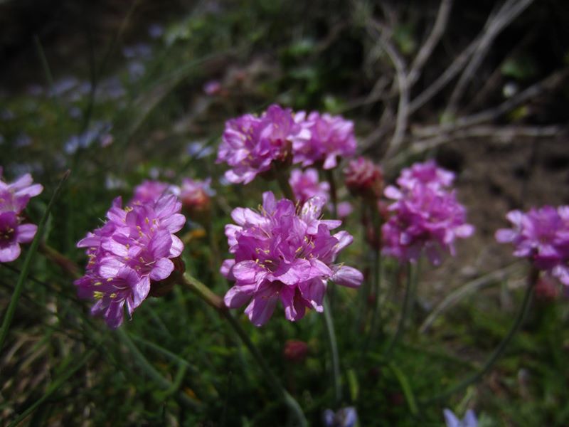 Thrift Armeria maritima Kione Jiarg