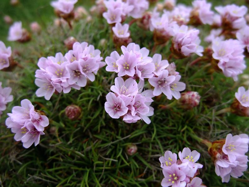 Thrift Armeria maritima Kione Jiarg