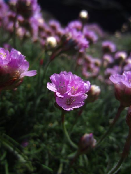 Thrift Armeria maritima Kione Jiarg