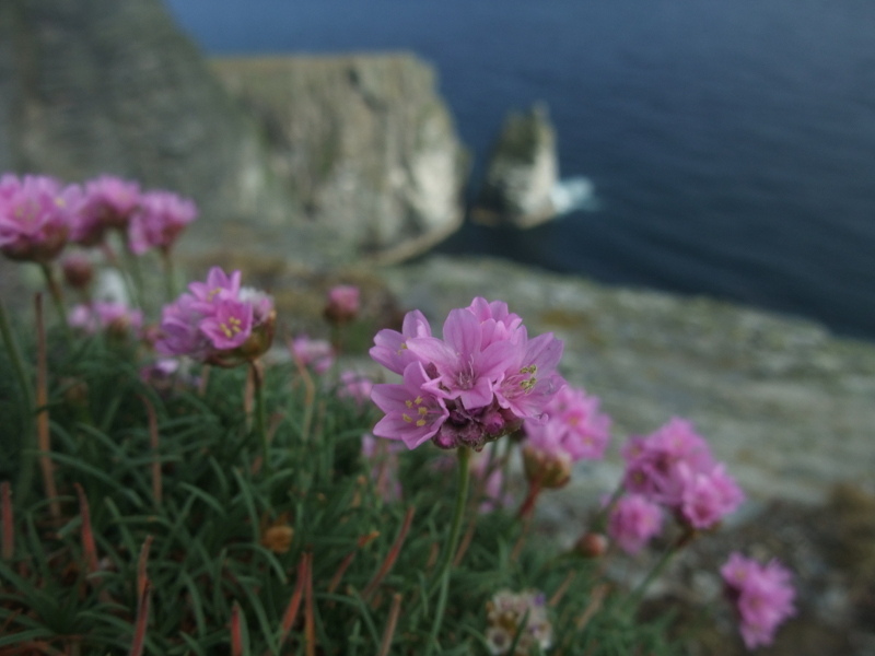 Thrift Armeria maritima Kione Jiarg