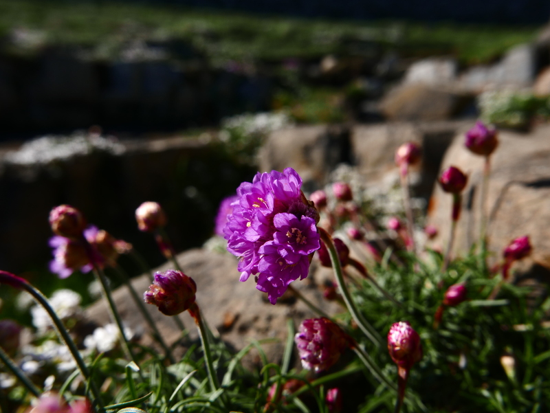 Thrift Armeria maritima Kione Jiarg