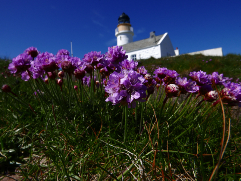 Thrift Armeria maritima Kione Jiarg