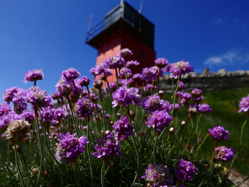 Thrift Armeria maritima Kione Jiarg