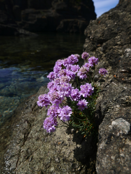 Thrift Armeria maritima Kione Jiarg