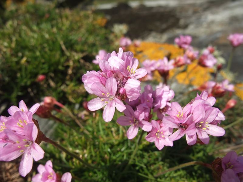 Thrift Armeria maritima Kione Jiarg