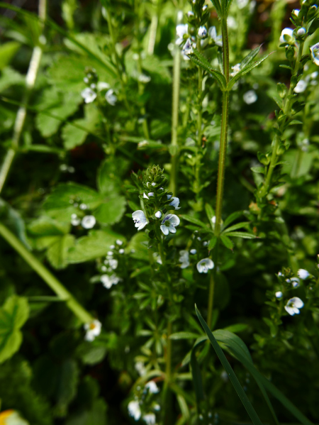 Thyme-leaved Speedwell Veronica serpyllifolia Lus-chray heeimagh