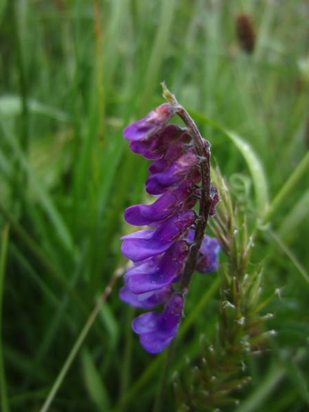 Tufted Vetch Vicia cracca Pishyr lughag