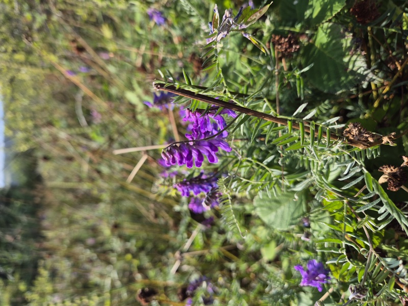 Tufted Vetch Vicia cracca Pishyr lughag