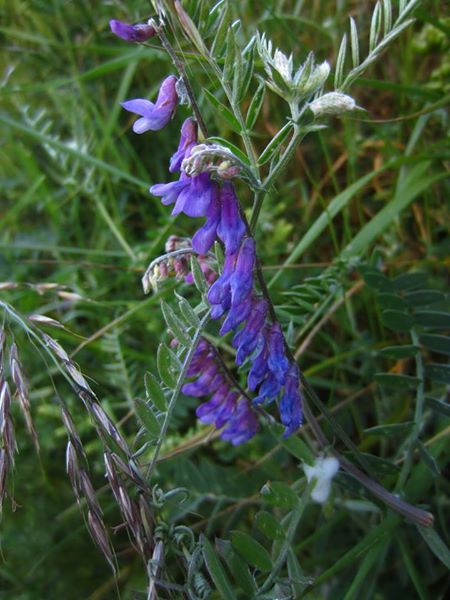 Tufted Vetch Vicia cracca Pishyr lughag