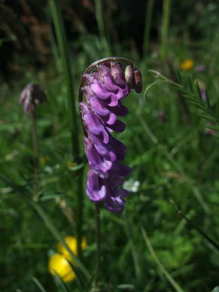 Tufted Vetch Vicia cracca Pishyr lughag