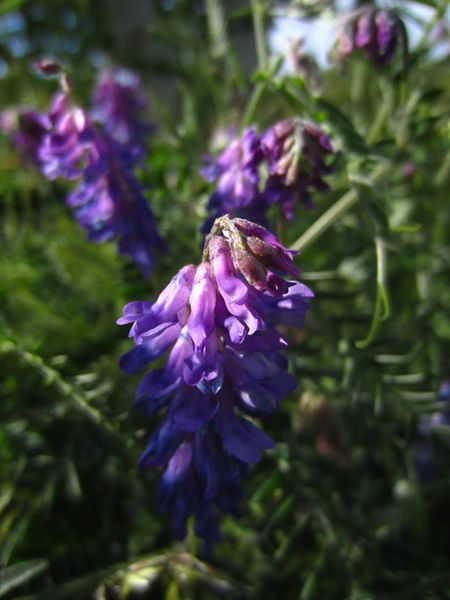 Tufted Vetch Vicia cracca Pishyr lughag