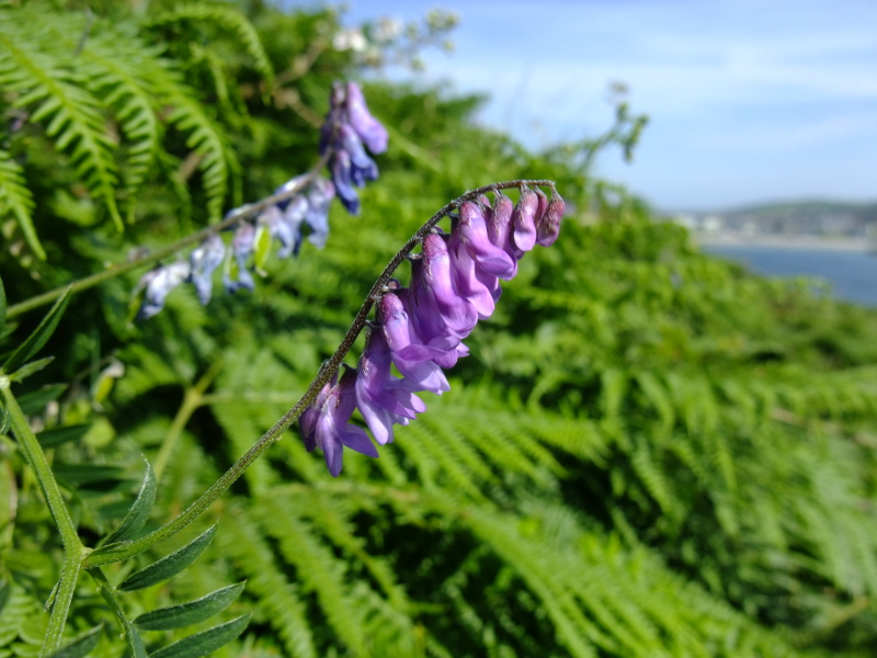 Tufted Vetch Vicia cracca Pishyr lughag