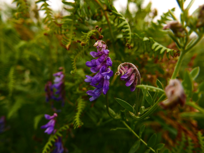 Tufted Vetch Vicia cracca Pishyr lughag