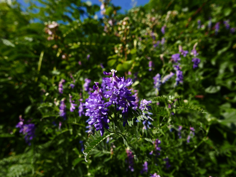 Tufted Vetch Vicia cracca Pishyr lughag